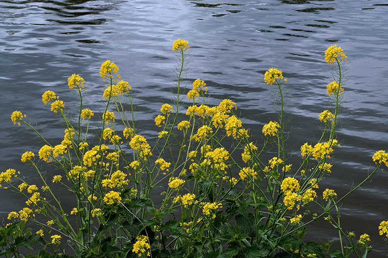 Brassica_rapa_LP0360_34_Hampton_Court