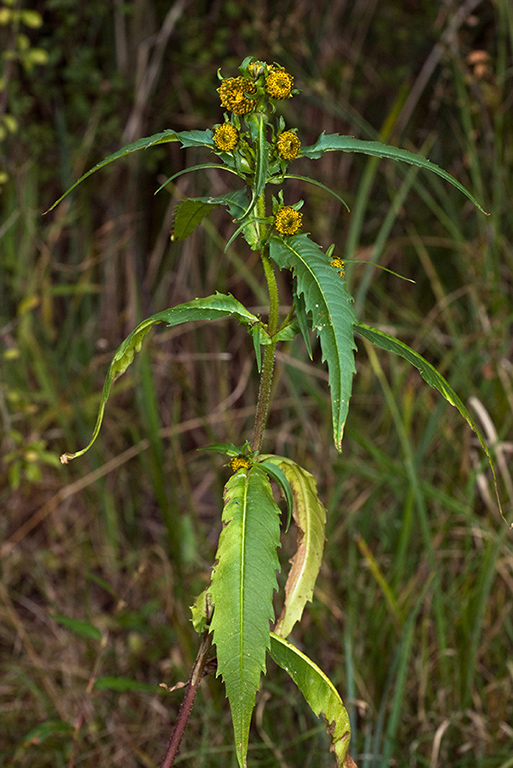 Bidens_cernua_LP0184_21_Shalford