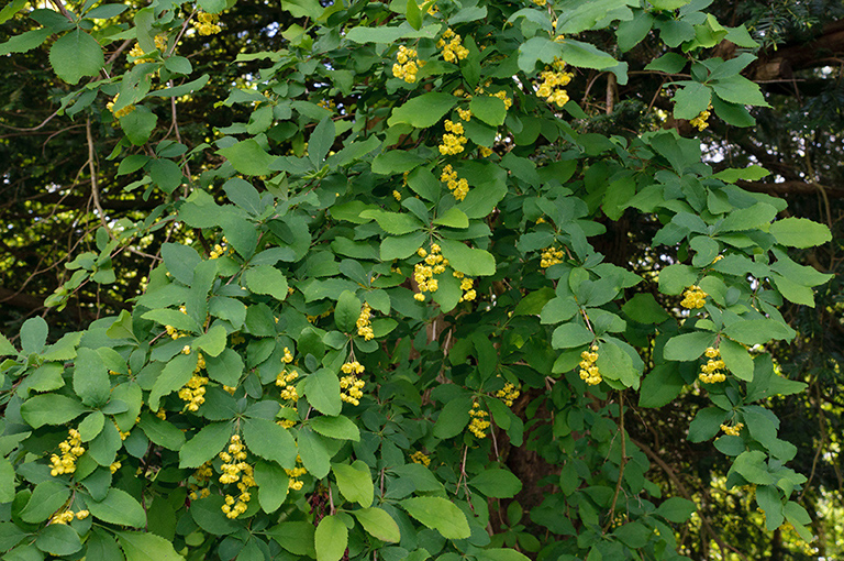 Berberis_vulgaris_LP0571_18_Chipstead