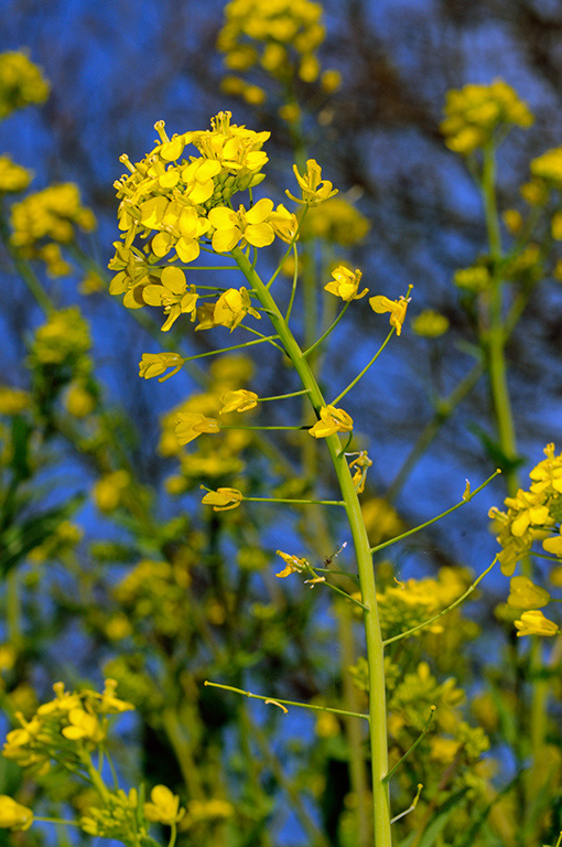 Brassica_rapa_LP0304_79_Hampton_Court