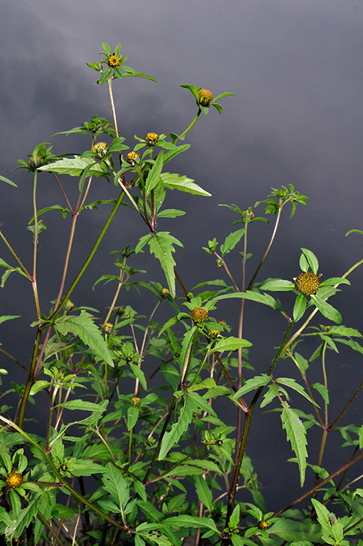 Bidens_tripartita_LP0290_17_Beddington_Park