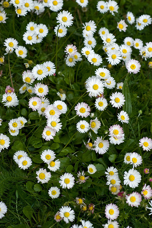 Bellis_perennis_LP0206_08_Barnes