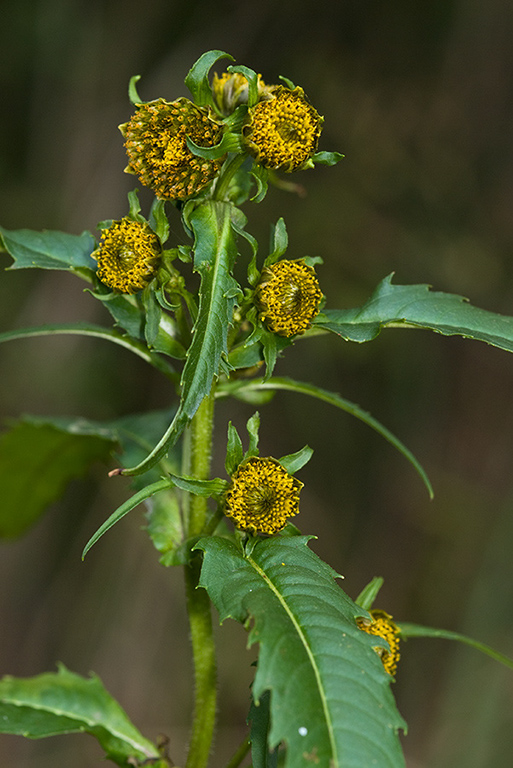 Bidens_cernua_LP0184_15_Shalford