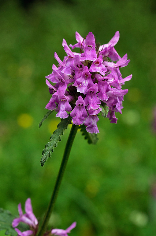 Betonica_officinalis_LP0638_01_South_Croydon