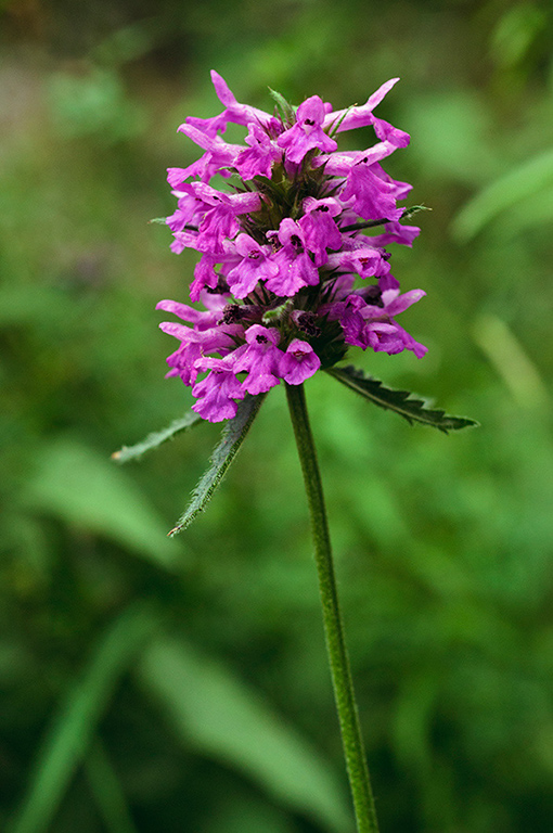 Betonica_officinalis_LP0638_09_South_Croydon