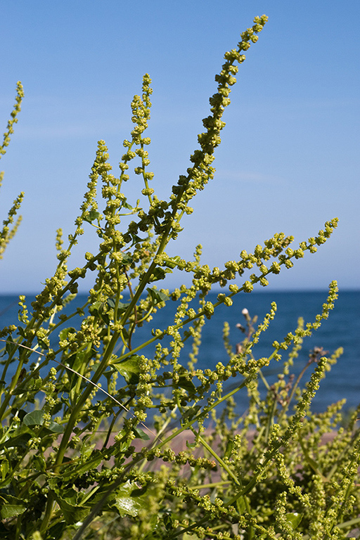 Beta_vulgaris_LP0155_55_Dawlish_Warren