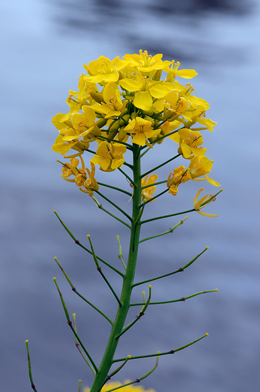 Brassica_rapa_LP0360_38_Hampton_Court