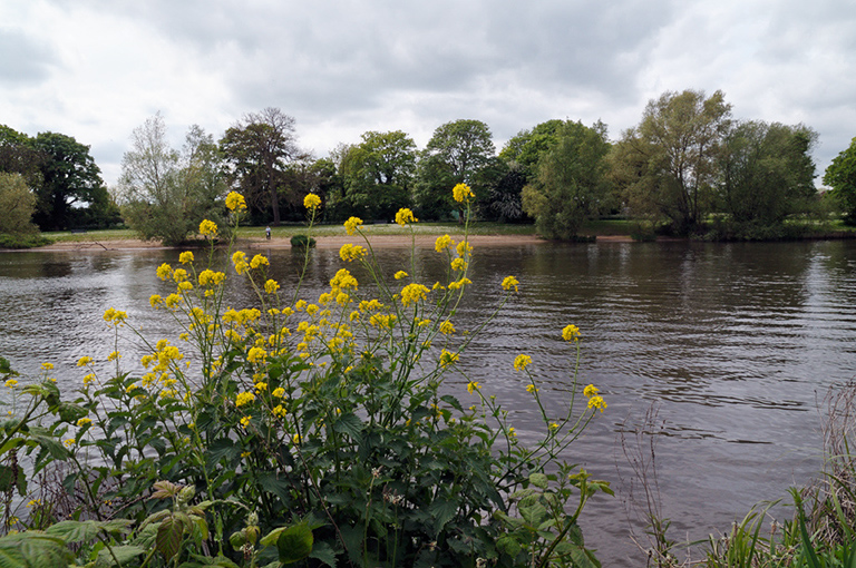 Brassica_rapa_LP0360_29_Hampton_Court