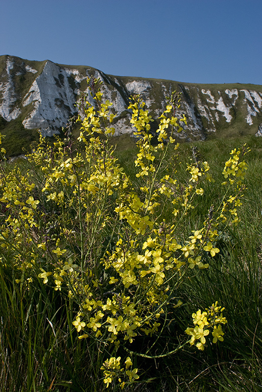 Brassica_oleracea_LP0040_42_Samphire_Hoe