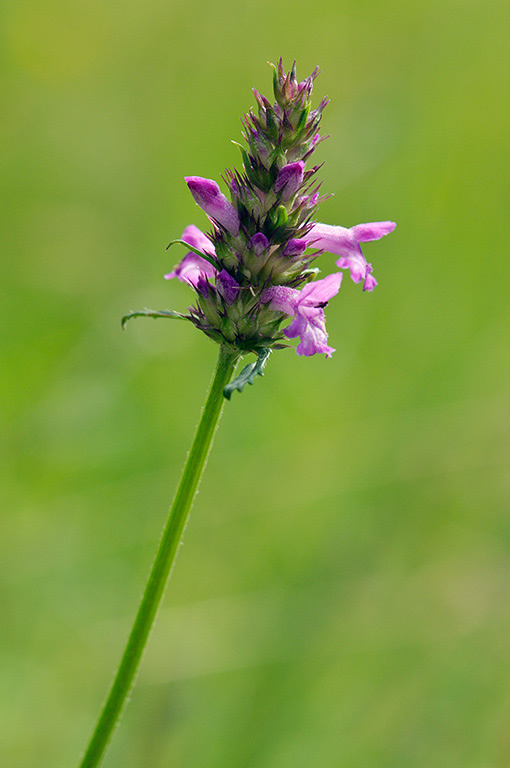 Betonica_officinalis_LP0379_02_Brookwood_Cemetery