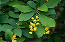 Berberis_vulgaris_LP0571_14_Chipstead