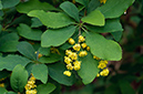 Berberis_vulgaris_LP0571_14_Chipstead