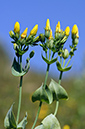 Blackstonia_perfoliata_LP0585_40_Box_Hill