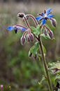 Borago_officinalis_LP0224_80_Wisley