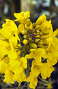 Brassica_rapa_LP0616_01_Beddington_Park