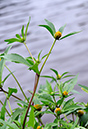 Bidens_connata_LP0332_LP0293_091_Hampton_Court