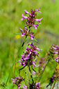 Betonica_officinalis_LP0379_10_Brookwood_Cemetery