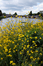 Brassica_rapa_LP0311_62_Hampton_Court