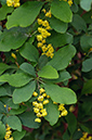 Berberis_vulgaris_LP0571_12_Chipstead