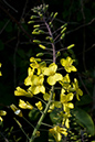 Brassica_oleracea_LP0040_30_Samphire_Hoe