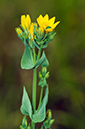 Blackstonia_perfoliata_LP0578_01_Box_Hill