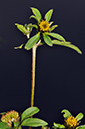 Bidens_tripartita_LP0290_05_Beddington_Park