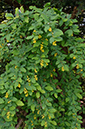 Berberis_vulgaris_LP0571_15_Chipstead