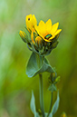 Blackstonia_perfoliata_LP0578_03_Box_Hill