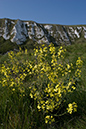 Brassica_oleracea_LP0040_39_Samphire_Hoe