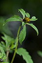 Bidens_tripartita_LP0170_09_Waddon