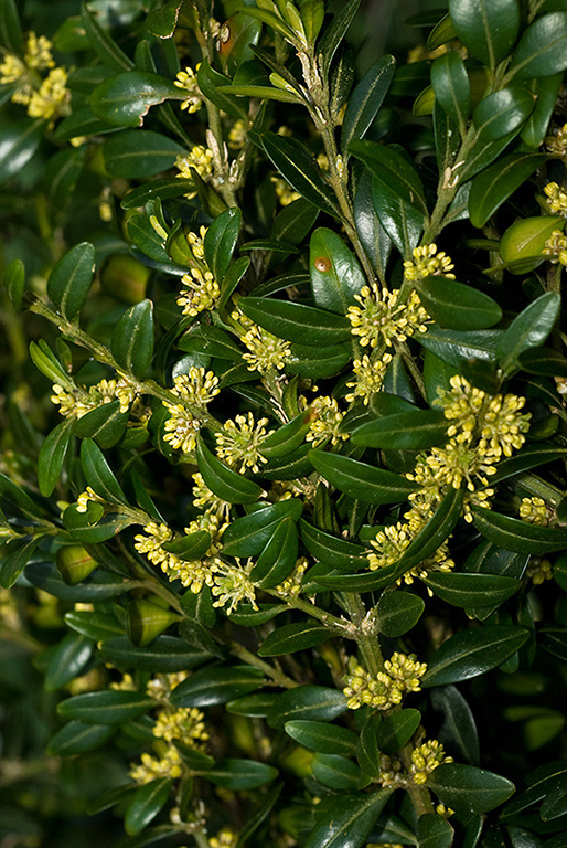 Buxus_sempervirens_LP0094_02_Box_Hill