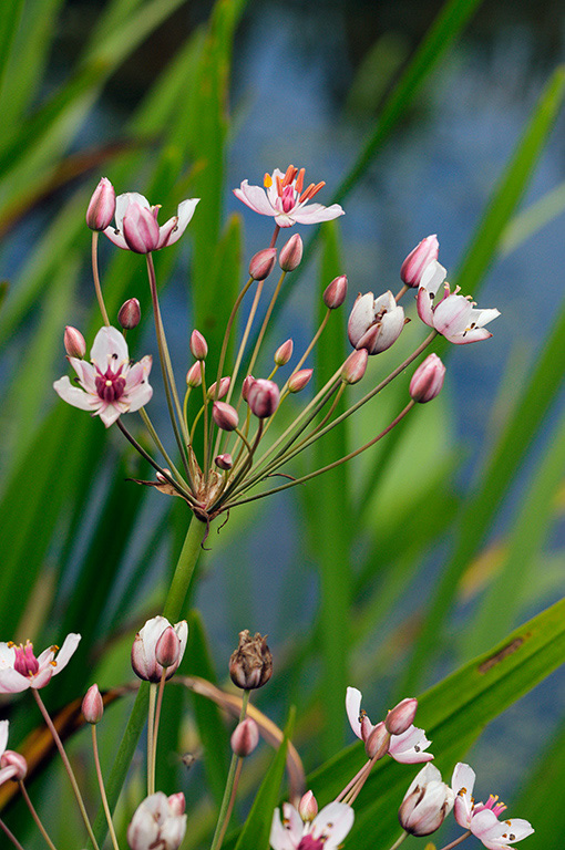 Butomus_umbellatus_LP0376_82_Runnymede