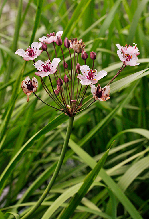 Butomus_umbellatus_LP0410_13_Burpham_Court_Farm