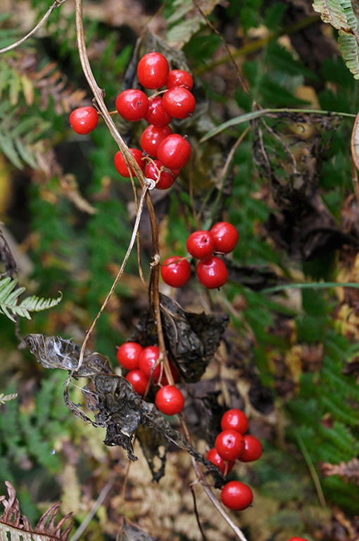 Bryonia_dioica_LP0422_04_Okewood_Hill