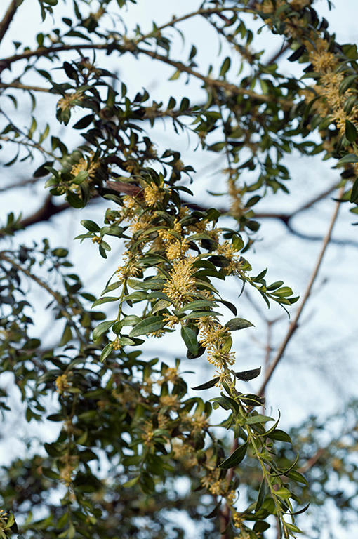 Buxus_sempervirens_LP0504_11_Box_Hill