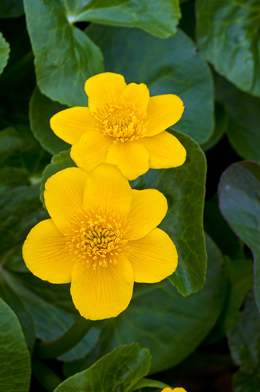 Caltha_palustris_LP0353_23_Hampton_Court