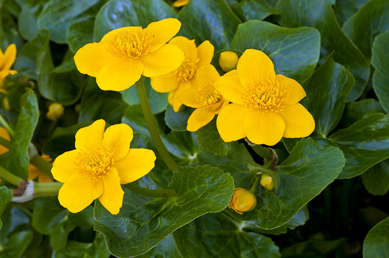 Caltha_palustris_LP0353_17_Hampton_Court