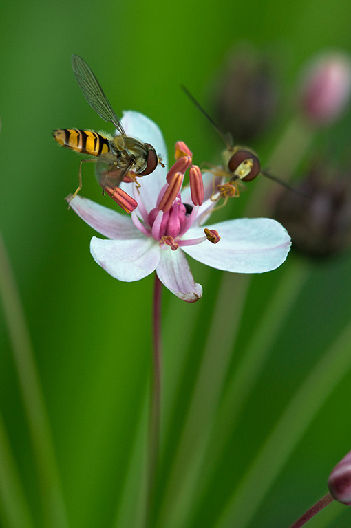 Butomus umbellatus_LP0218_22_Runnymede