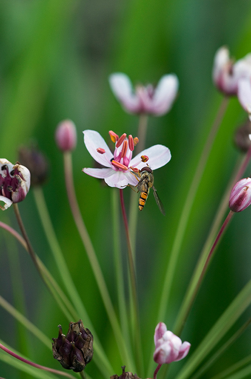 Butomus umbellatus_LP0218_16_Runnymede