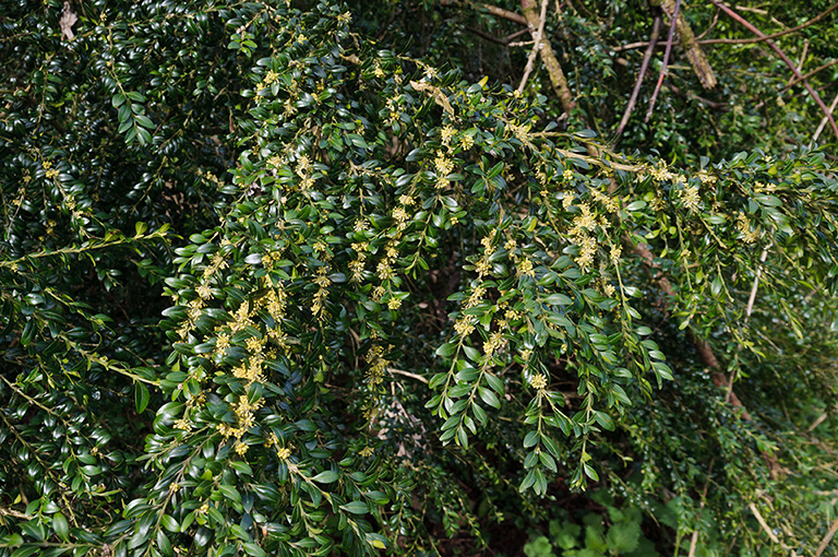 Buxus_sempervirens_LP0504_01_Box_Hill