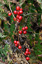 Bryonia_dioica_LP0422_04_Okewood_Hill