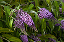 Buddleja_davidii_LP0064_03_Howell_Hill