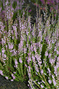 Calluna_vulgaris_LP0072_12_Thursley