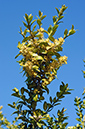 Buxus_sempervirens_LP0262_01_Mickleham_Downs