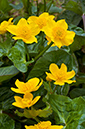 Caltha_palustris_LP0353_05_Hampton_Court