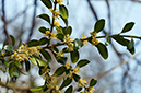 Buxus_sempervirens_LP0504_15_Box_Hill