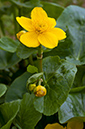 Caltha_palustris_LP0353_12_Hampton_Court