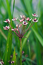 Butomus umbellatus_LP0218_12_Runnymede