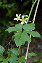 Bryonia_dioica_LP0144_15_Box_Hill