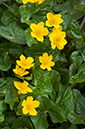 Caltha_palustris_LP0353_03_Hampton_Court